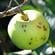 Apple scab