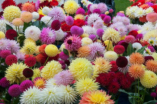 Massed dahlias at the Wisley Flower show