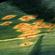 Leek rust