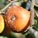 Brown rot
