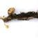 Potato blackleg