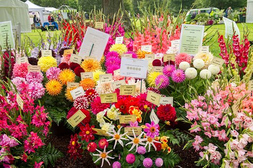 Flower display Flower display