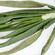 Onion downy mildew