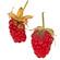 Raspberry beetle