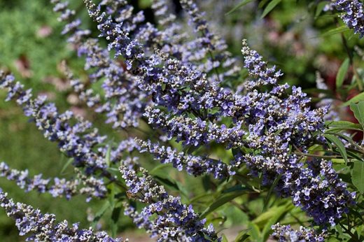 Vitex agnus castus latifolia