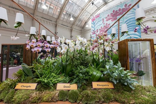 AGM orchid display