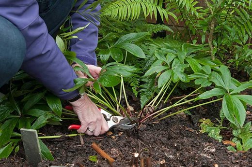 Removing old leaves from hellebores