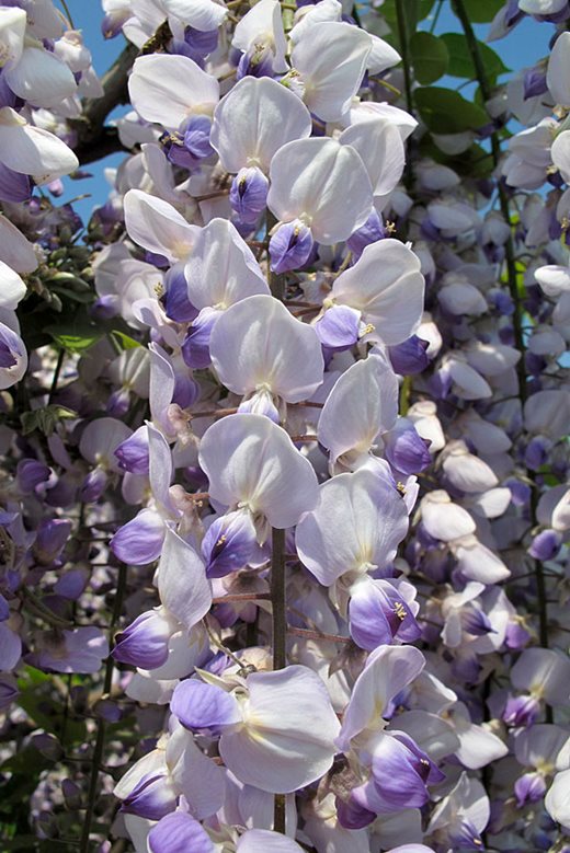 Wisteria 'Burford'