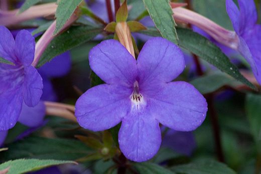 Achimenes 'Show Off'