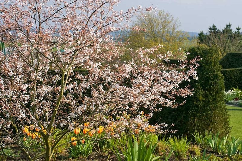 Amelanchier lamarckii