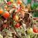 Tomato blight