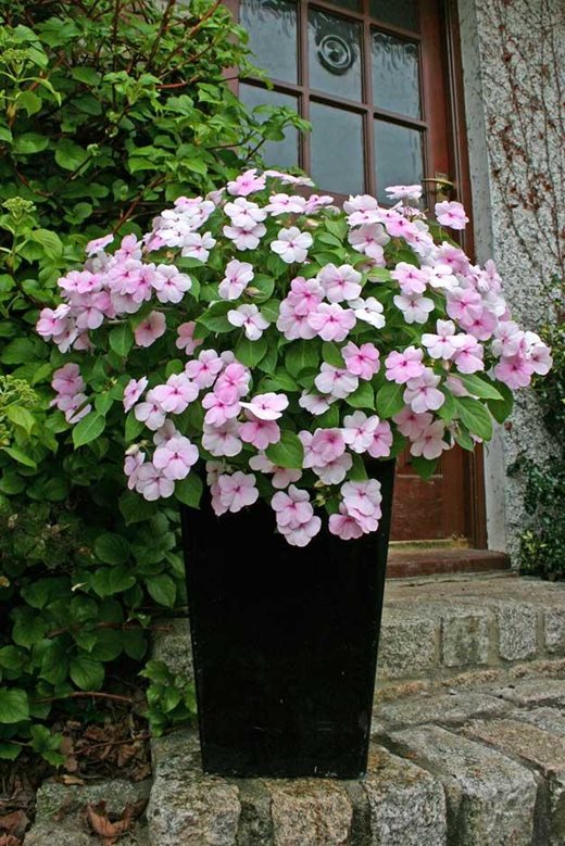 Impatiens ‘Ray of Hope’ Impatiens ‘Ray of Hope’