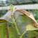 Glasshouse red spider or two spotted mite