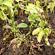 Potato blight