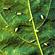 Leafhoppers