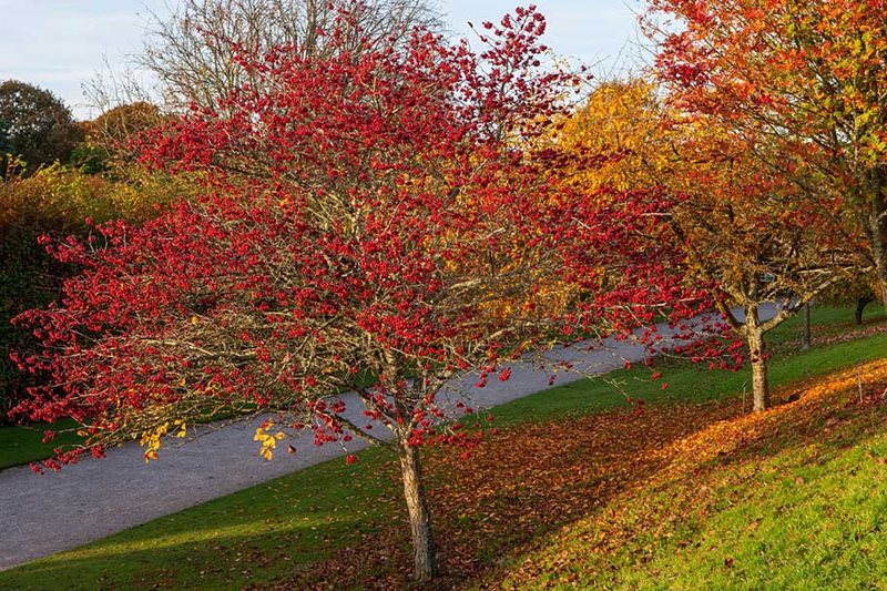 Crataegus persimilis 'Prunifolia'