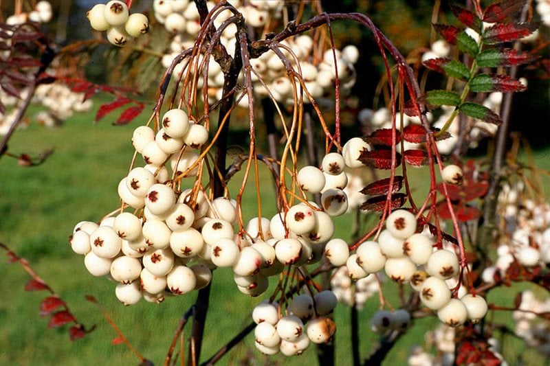 Sorbus koehneana