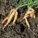 Forked carrots