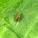 Pea and bean weevil