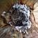Onion white rot
