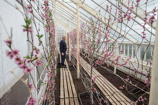 Peach trees under glass at Floors Castle