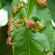 Peach leaf curl