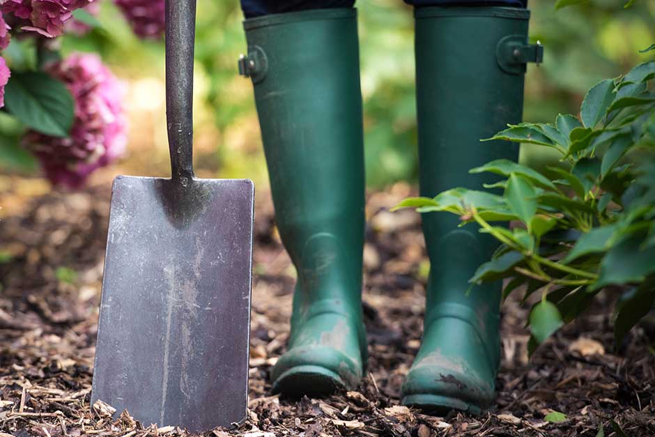 How to grow Pennisetum