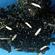 Cabbage root fly