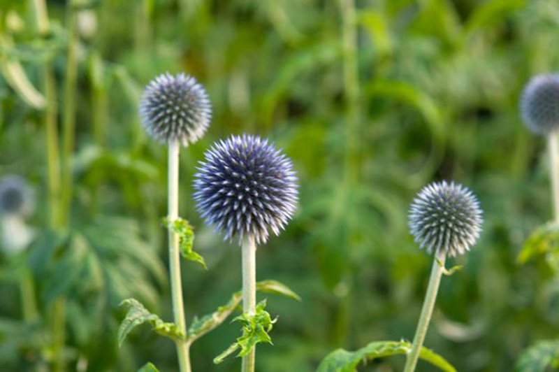 Echinops bannaticus 'Taplow Blue' Echinops bannaticus 'Taplow Blue'
