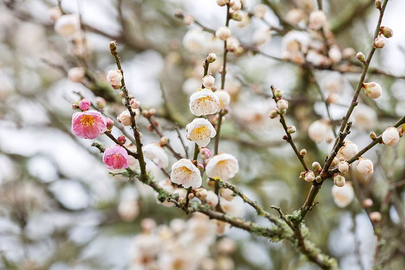 Prunus mume 'Beni-chidori'