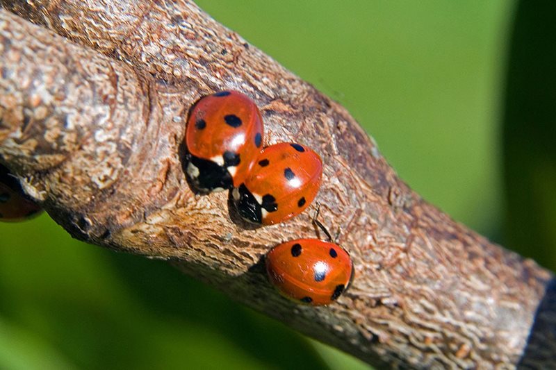 Ladybirds on a branch Ladybirds on a branch