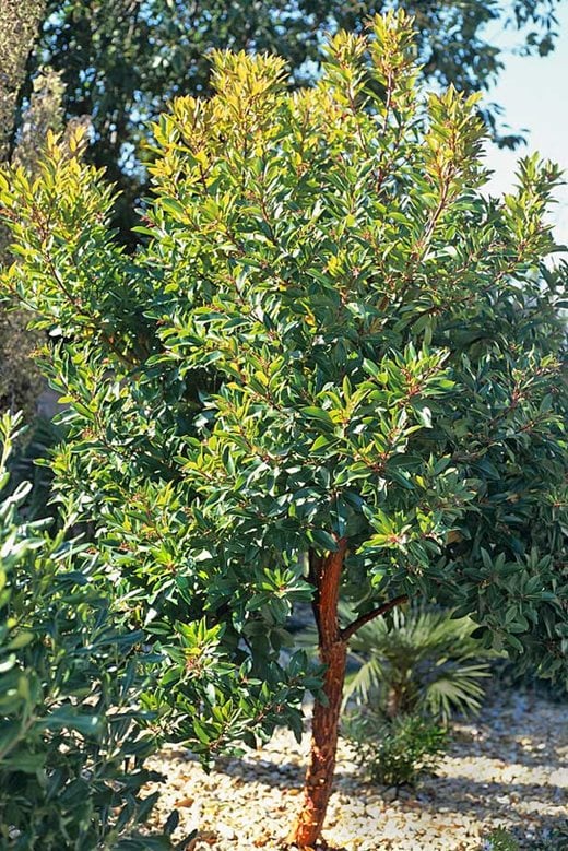 Arbutus x andrachnoides