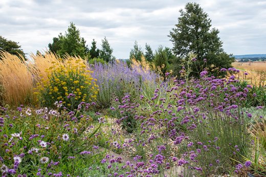 The Dry Garden at RHS Garden Hyde Hall The Dry Garden at RHS Garden Hyde Hall