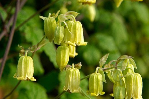 Clematis rehderiana