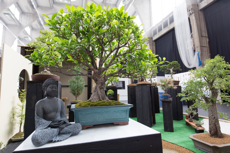 Bonsai Garden designed by Mark D'Cruz