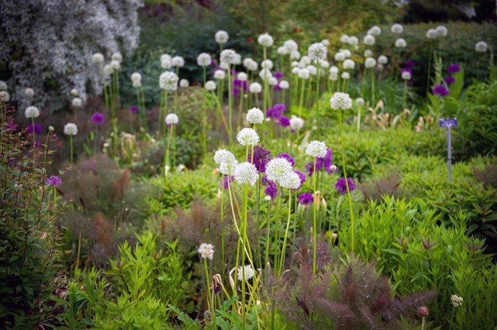 Allium hollandicum 'Purple Sensation' and Allium stipitatum 'Mount Everest'