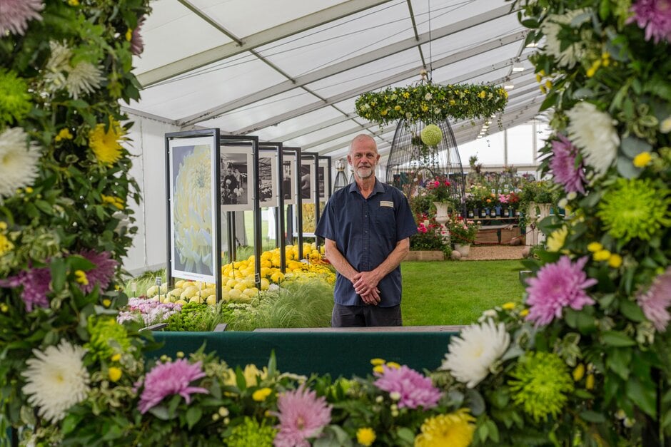 Chrysanthemums Direct Chrysanthemums Direct