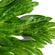 Cucumber mosaic virus