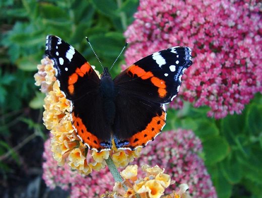 Red admiral on Buddleja