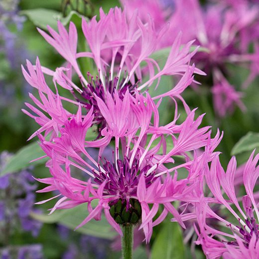 Centaurea montana 'Joyce' Centaurea montana 'Joyce'