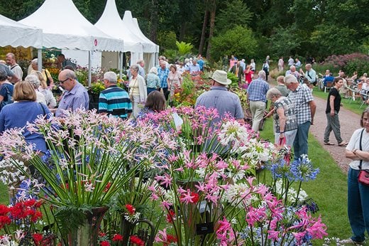 Visitors with Nerine displays
