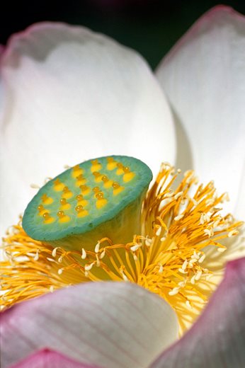 Nelumbo in bloom