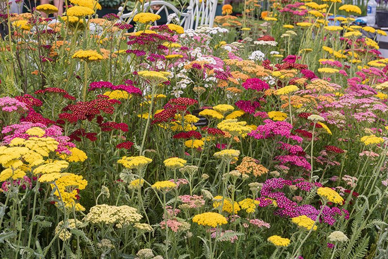 John Cullen Gardens John Cullen Gardens