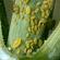 Aphids