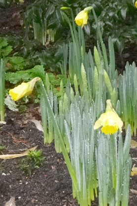 Narcissus ‘Rijnveld’s Early Sensation’ Narcissus ‘Rijnveld’s Early Sensation’