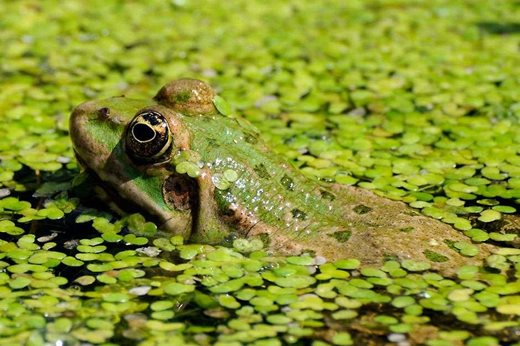 Marsh frog Marsh frog