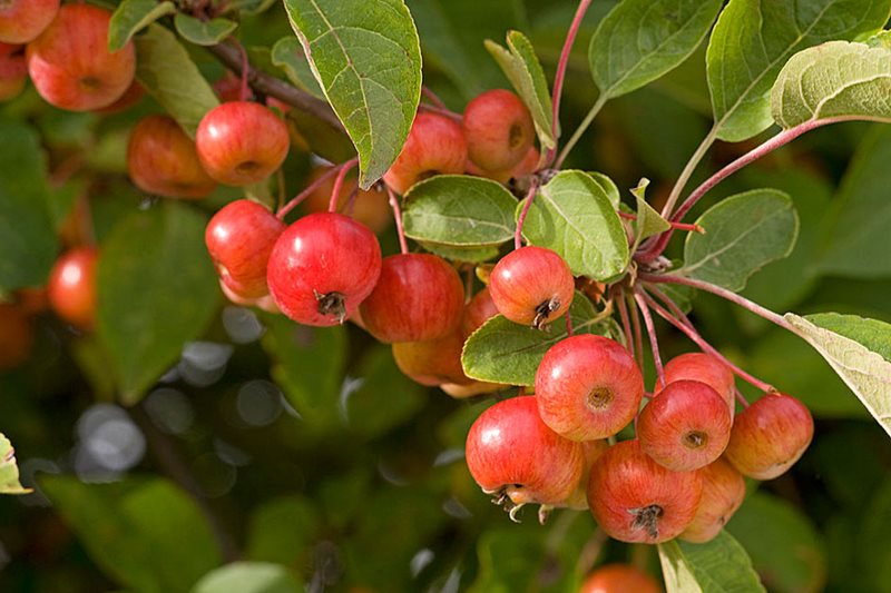 Malus 'Evereste'