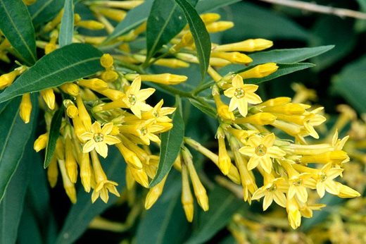 Cestrum-parquil