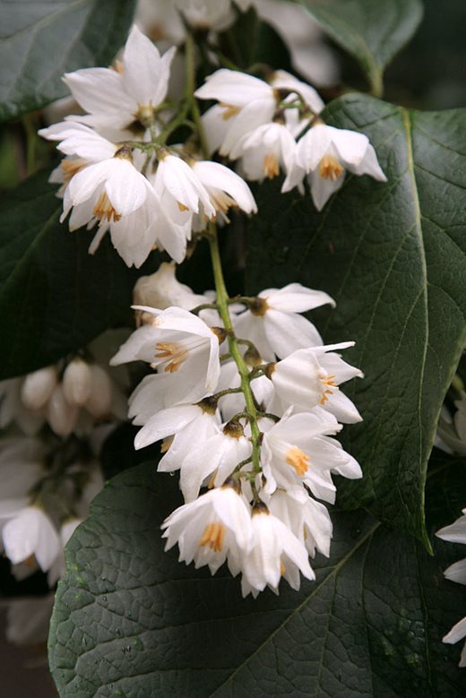 Styrax helmsleyanus