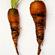 Carrot fly